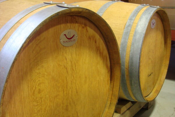 あなたのワンちゃんをテレビ撮影用にお貸しください。