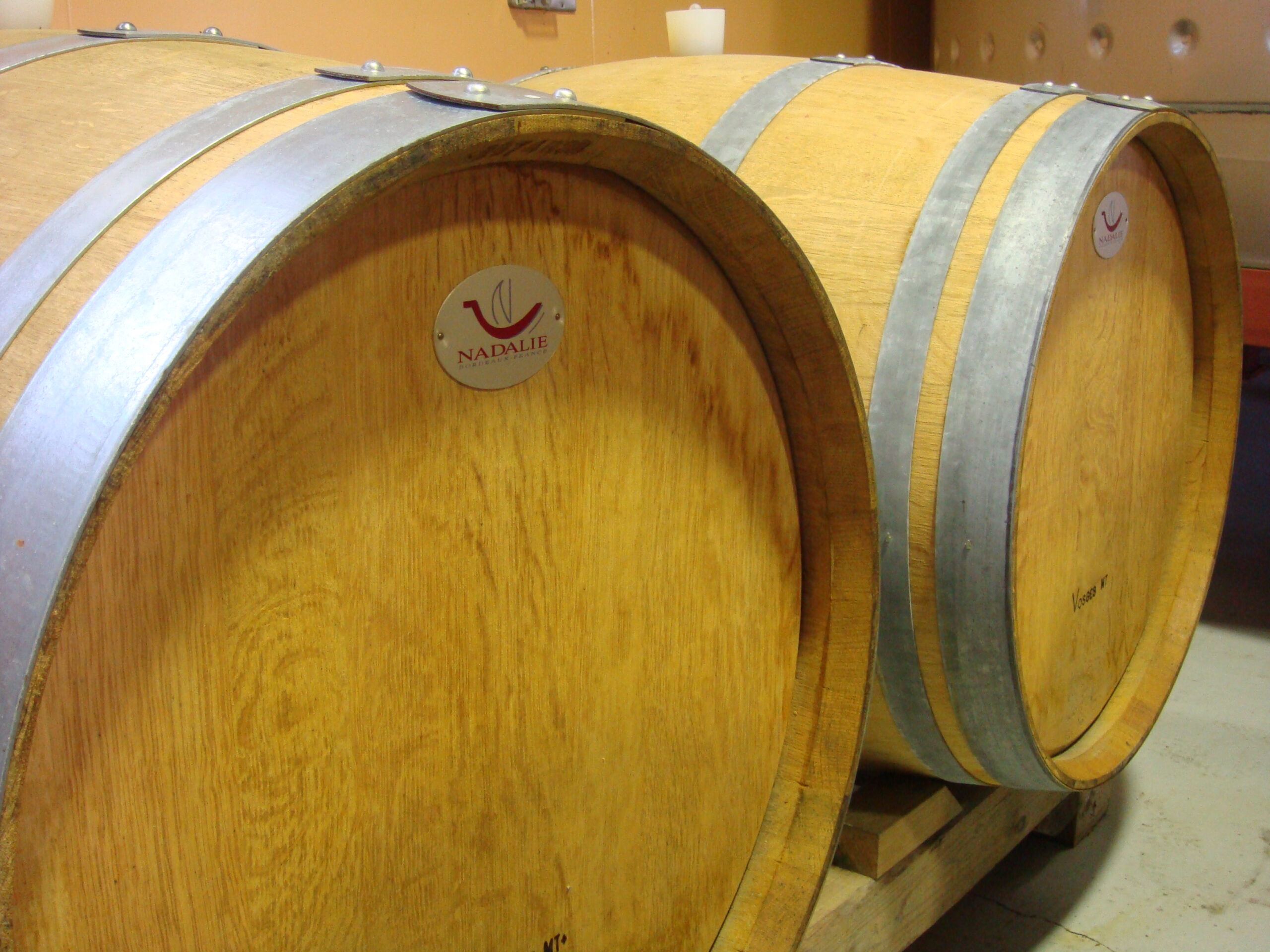 あなたが現在見ているのは あなたのワンちゃんをテレビ撮影用にお貸しください。