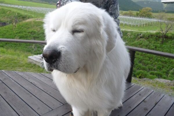 収穫祭実行委員会隊長からのお知らせ