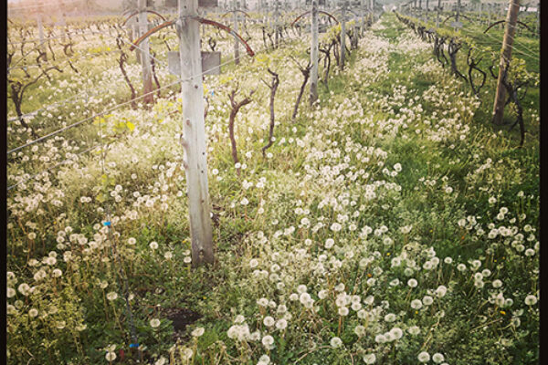 わんぽぽのたたげ！