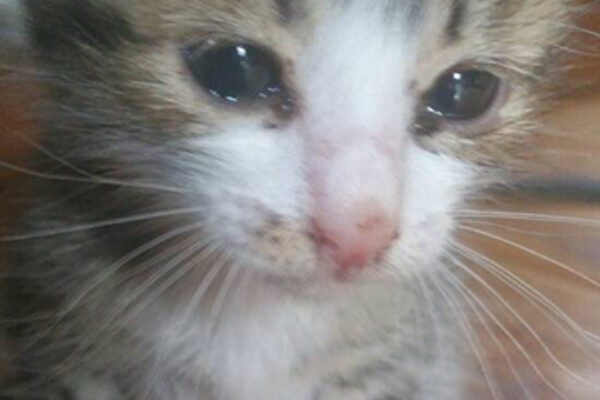 子猫の飼い主探してます