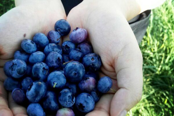 ベリーブルーな収穫日和