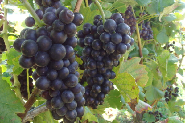 収穫作業をしていただけるパートさんを探しております。