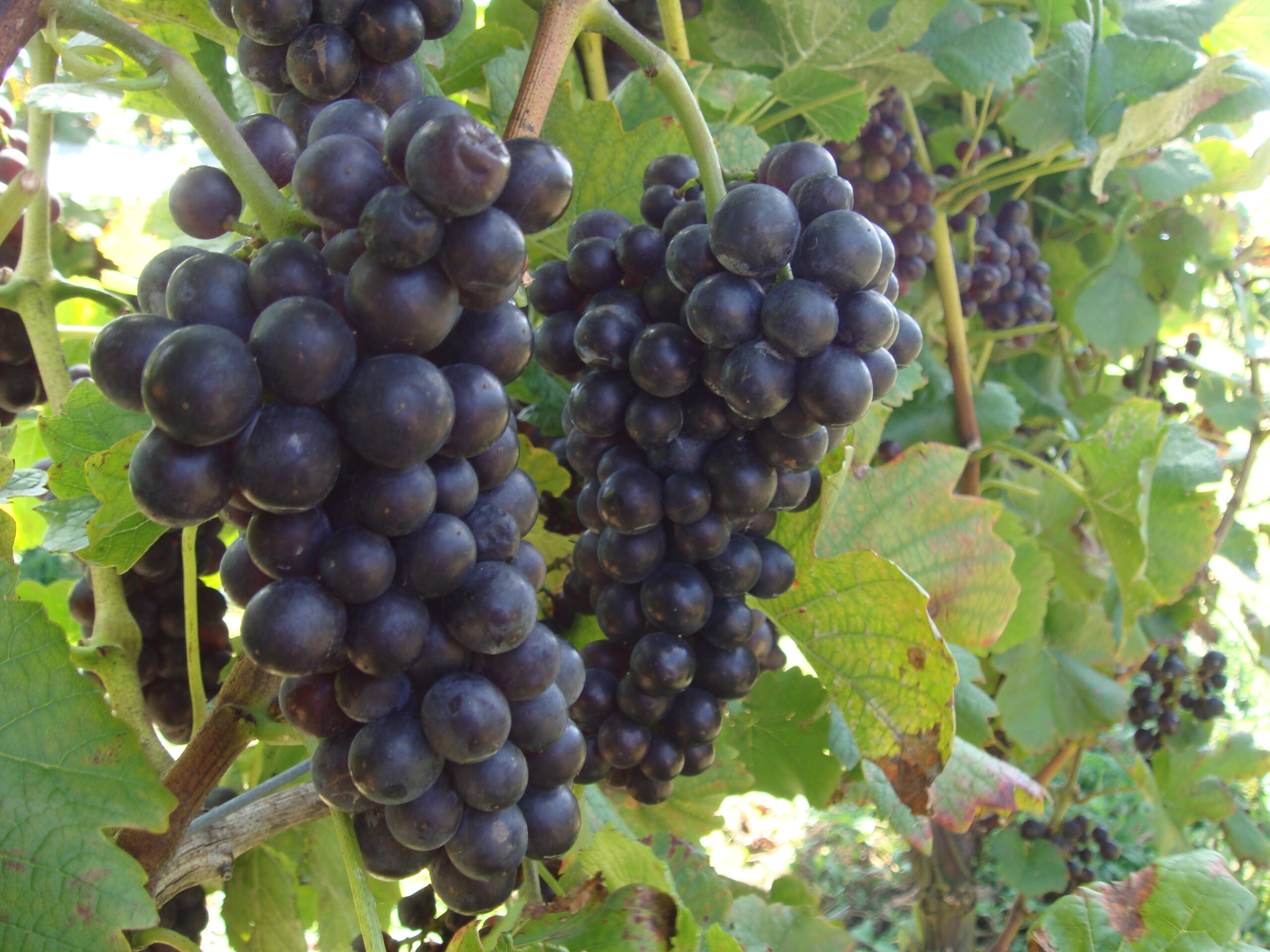 あなたが現在見ているのは 収穫作業をしていただけるパートさんを探しております。