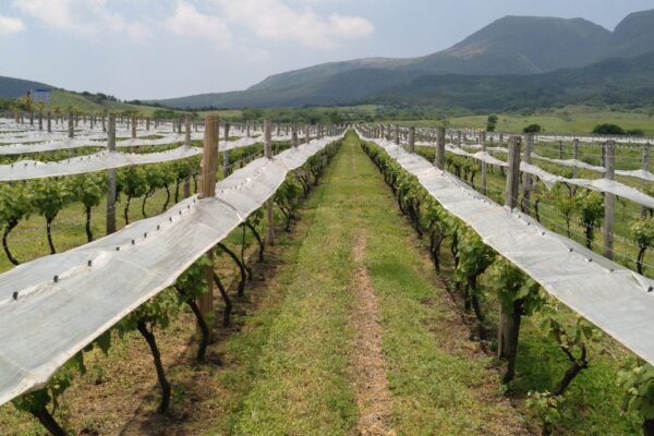 くじゅう連山と葡萄畑のLIVE配信