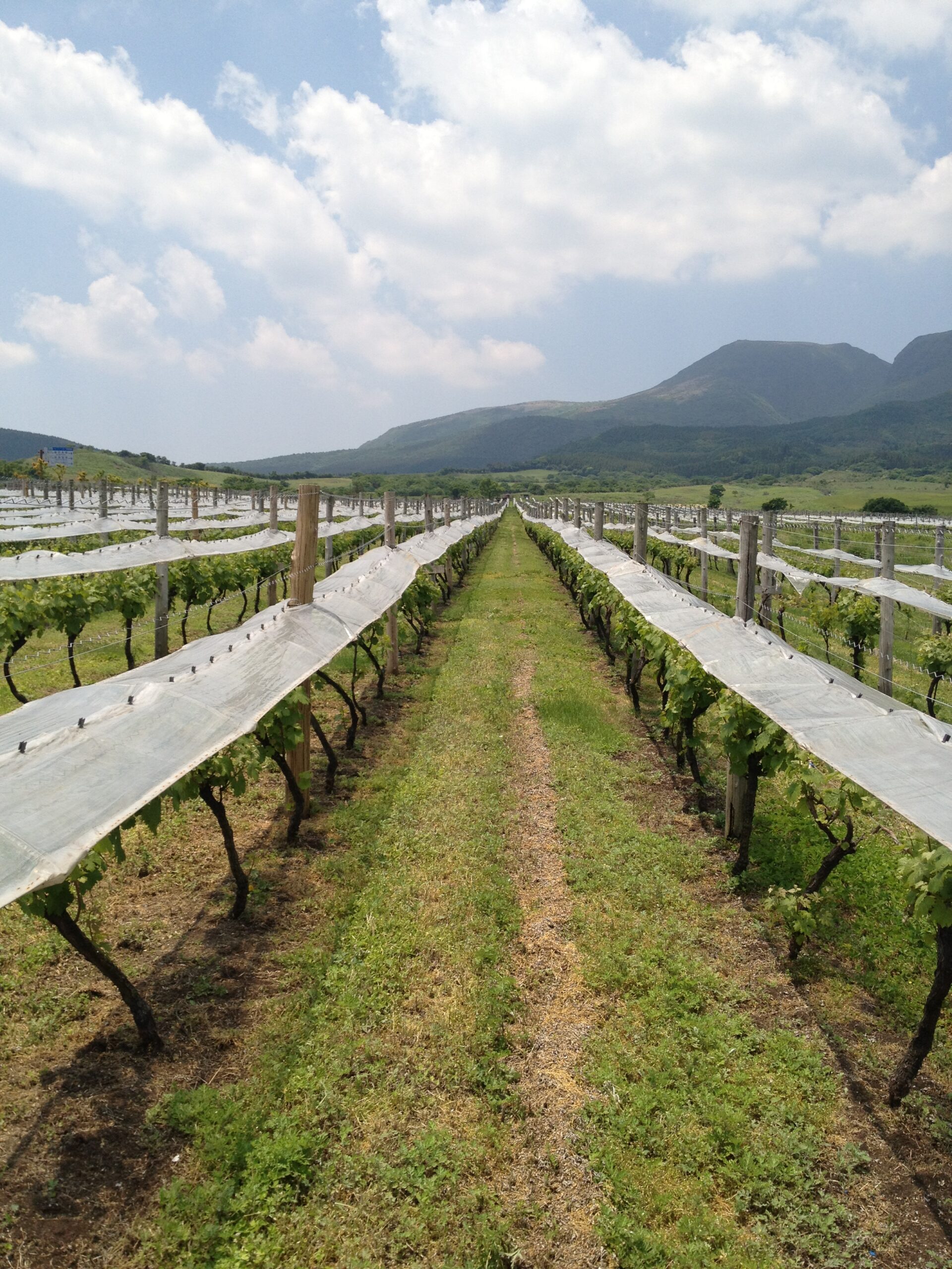 あなたが現在見ているのは くじゅう連山と葡萄畑のLIVE配信