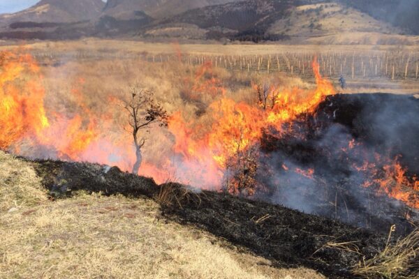 ディス　イズ　ジャパニーズ　野焼き