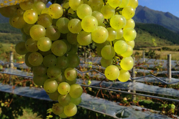秋の葡萄収穫のアルバイトさんを募集します。