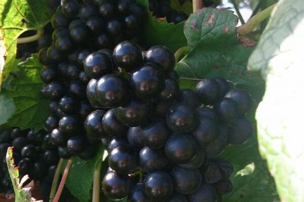 ラスボス台風登場らしい