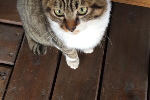 里親さん募集です