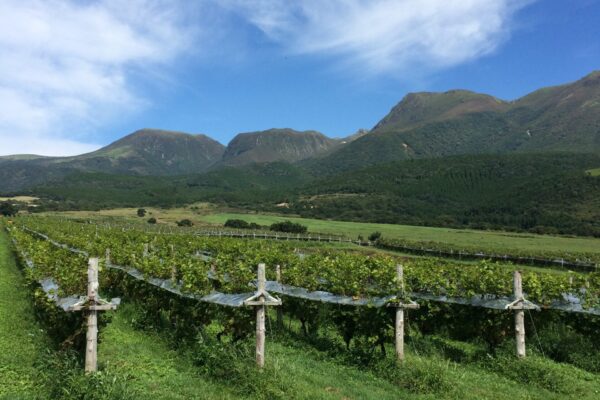 2016年も頑張ります！