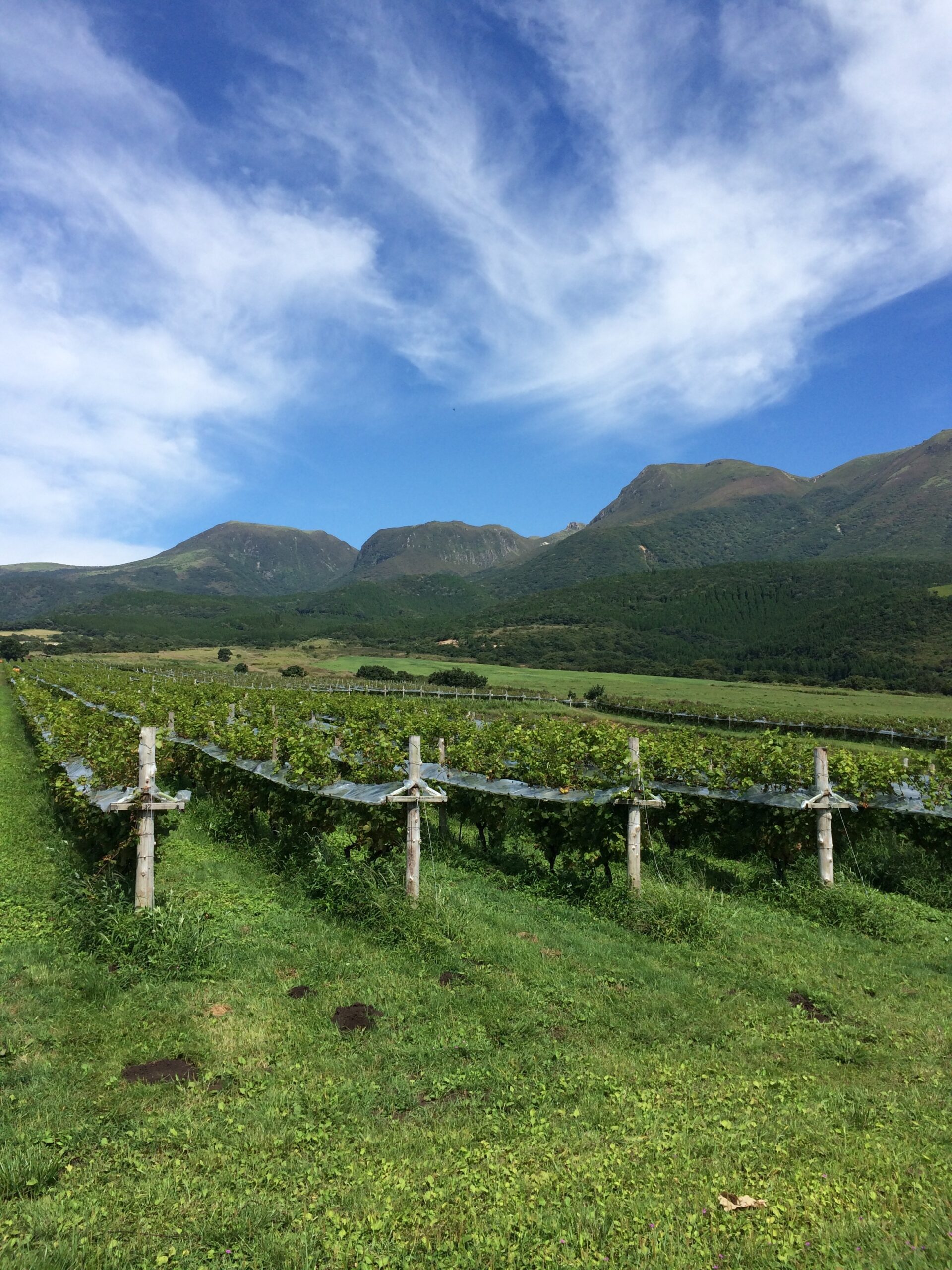 あなたが現在見ているのは 2016年も頑張ります！