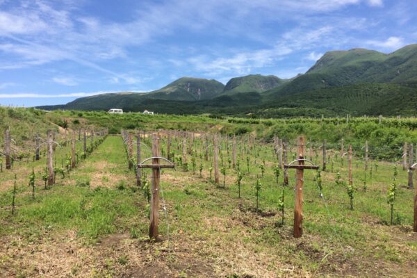 4000本の苗の植え付け